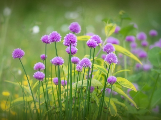 Поляна для отдыха