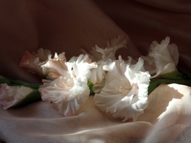 Гладиолусы в лучах солнца