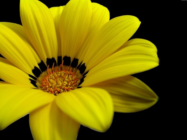 Великолепный желтый цветок