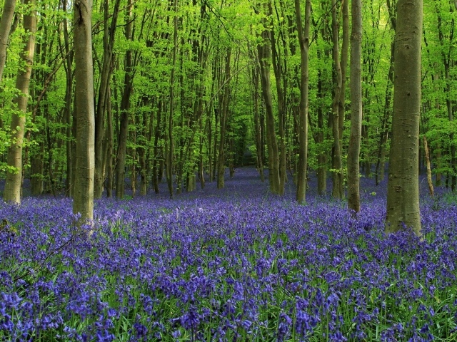 Роща среди густых колокольчиков