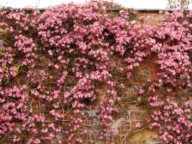Выращивание цветов клематис в саду