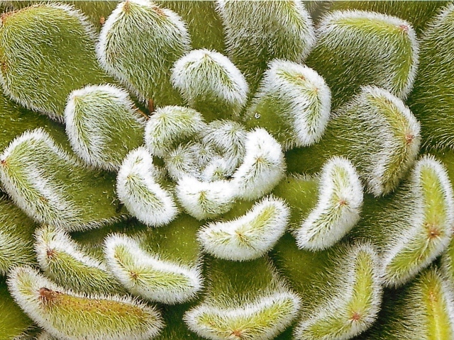 Выращивание цветов эхеверия (эчеверия)  в саду