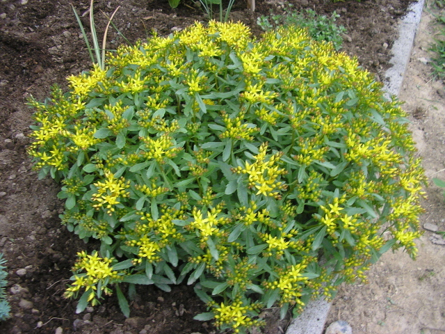 Выращивание седум в саду