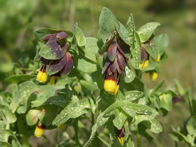 Выращивание растения восковник в саду