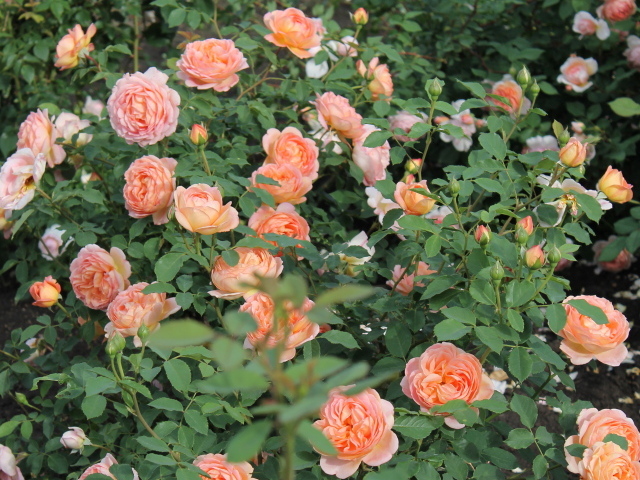 Выращивание кустарниковые розы в саду