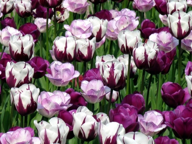 Гибридные тюльпаны