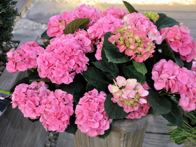 Выращивание цветов гортензия в горшке
