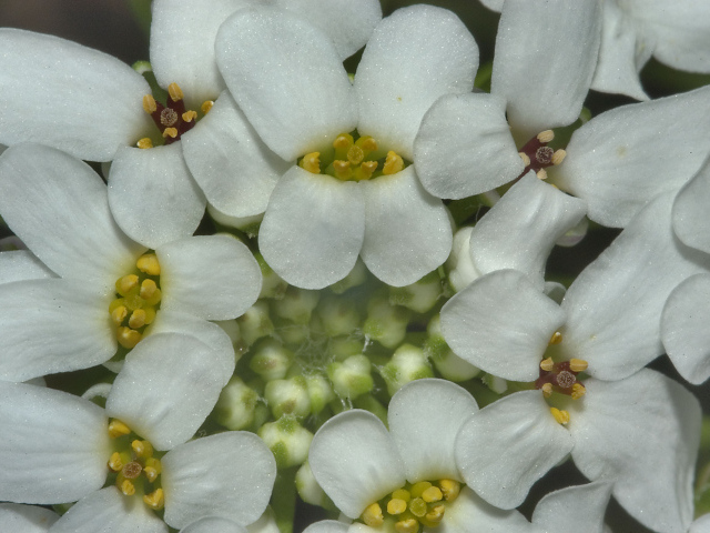 Садовые цветы иберис на дачном участке