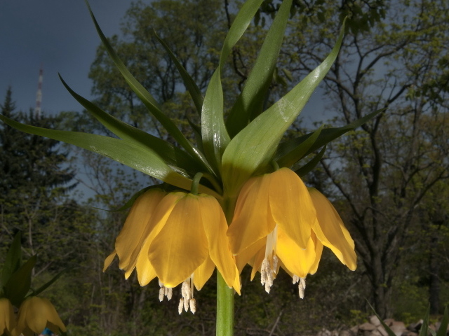 Садовые цветы рябчик императорский на дачном участке
