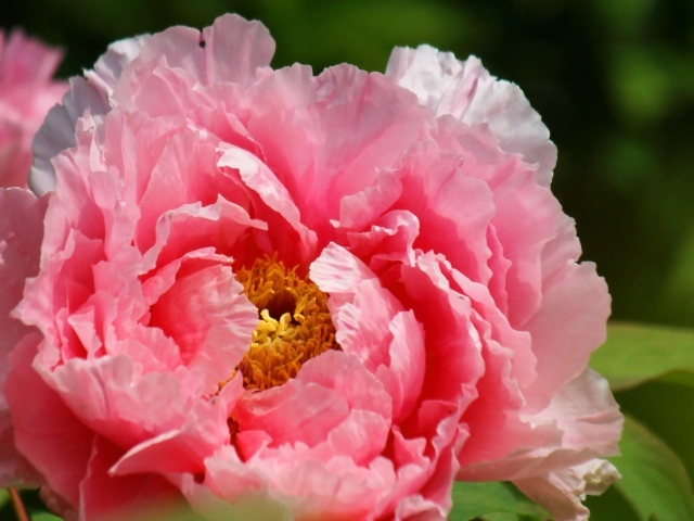 На поляне красивый цветок пион