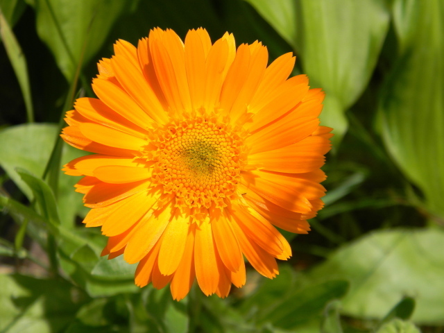 На поляне красивые цветы календула