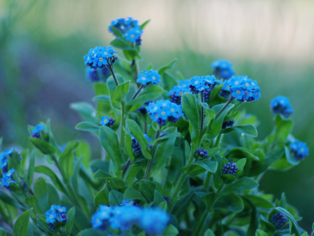 На поляне красивые цветы незабудки