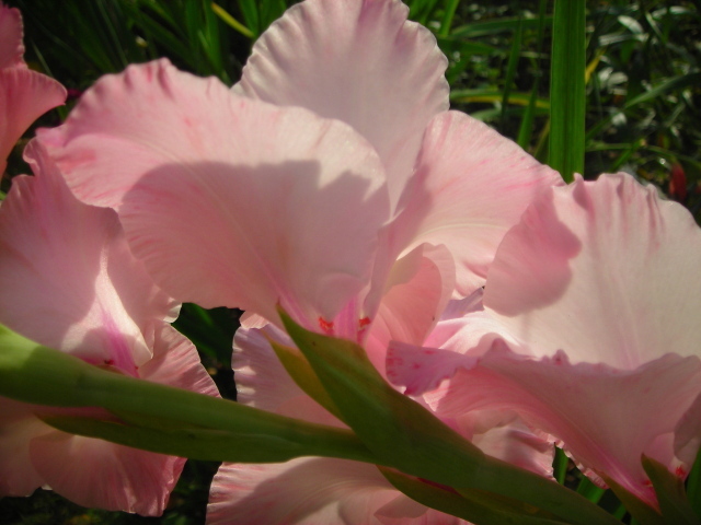 На поляне красивые цветы гладиолус