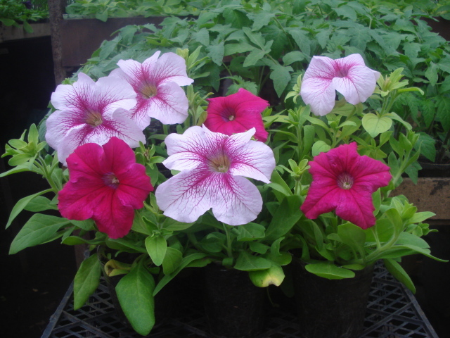 На поляне красивые цветы петуния