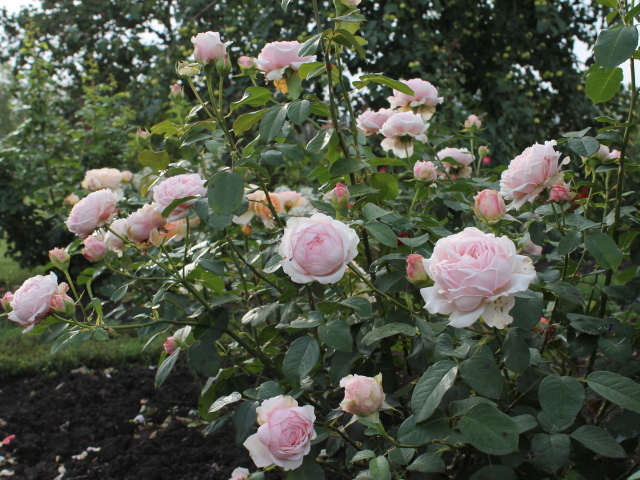 На поляне красивые цветы кустарниковые розы