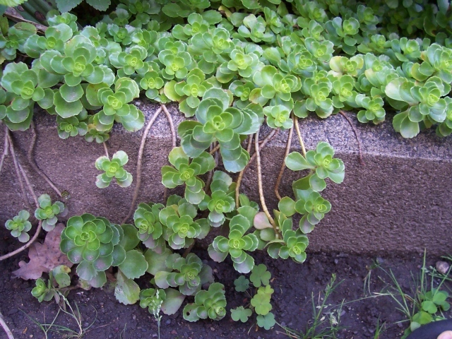 На поляне красивое растение седум