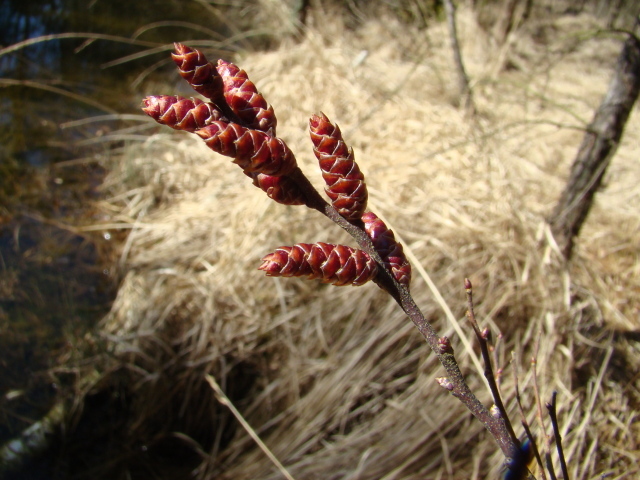 На поляне растение восковник