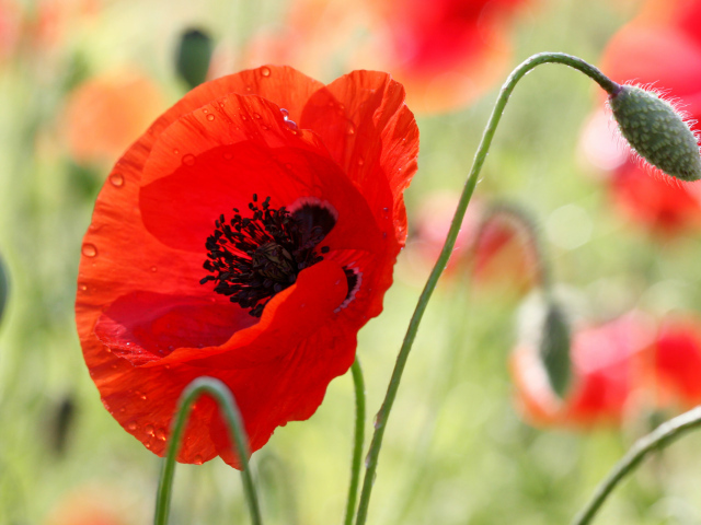 В поле красивый красный мак