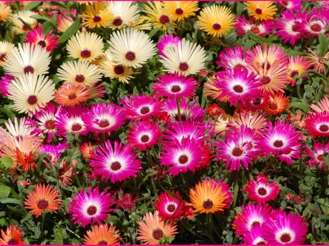 В лесу красивые цветы маргаритки