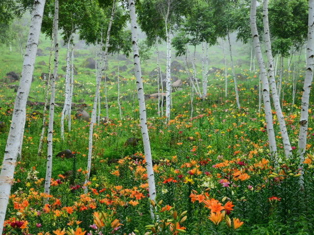 В лесу красивые цветы лилия