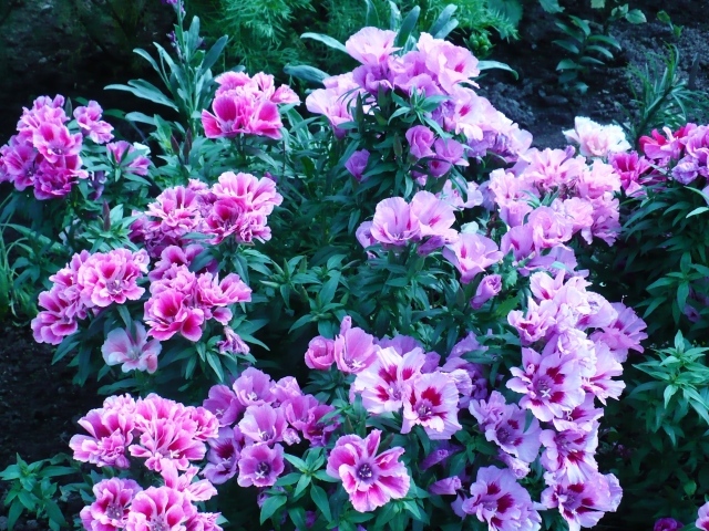 В саду красивые цветы кларкия (годеция) 