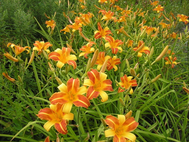 В саду красивые цветы лилейник