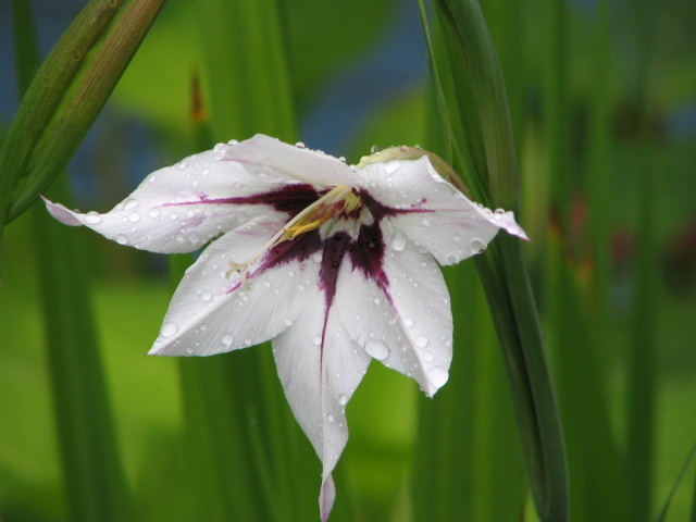 В саду красивые цветы ацидантера