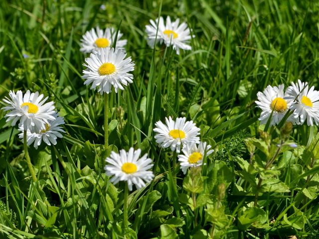 В саду красивые цветы маргаритки