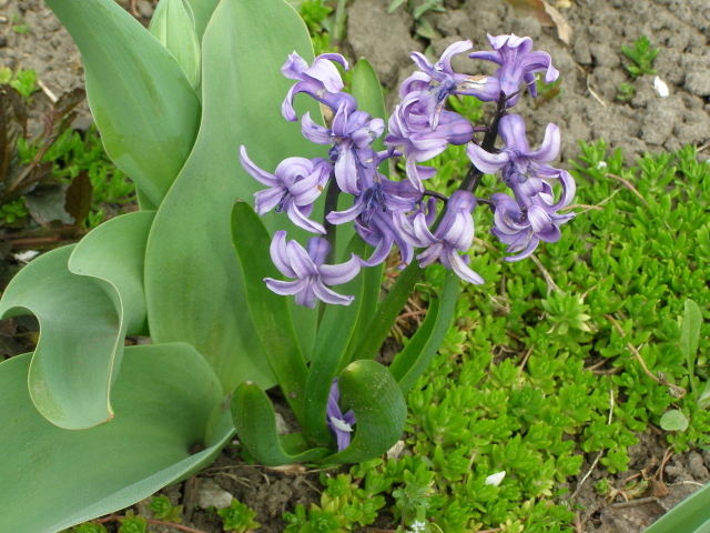 В саду красивые цветы гиацинты