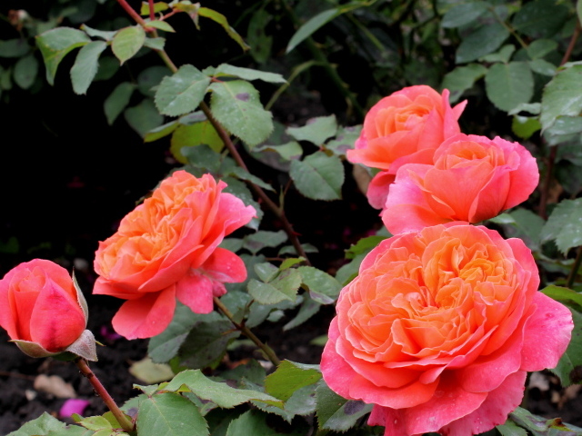 В саду красивые цветы кустарниковые розы