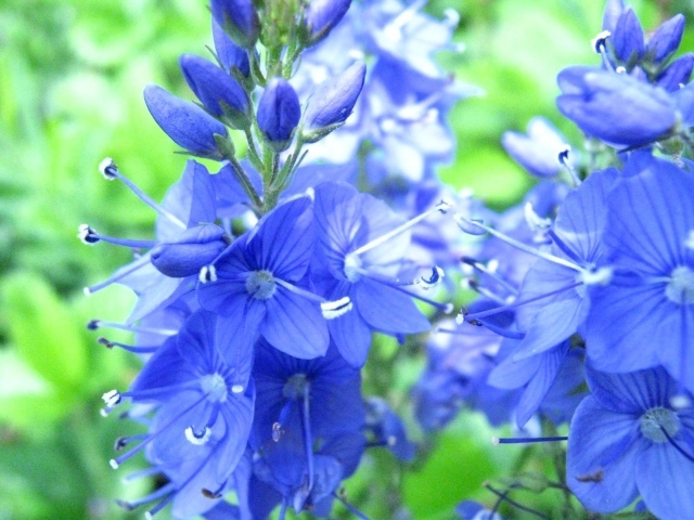 В саду красивые цветы вероника