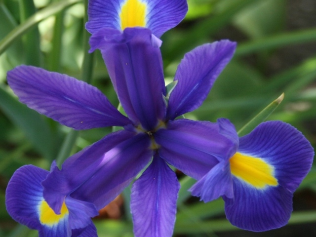 Цветок ириса во всей красе