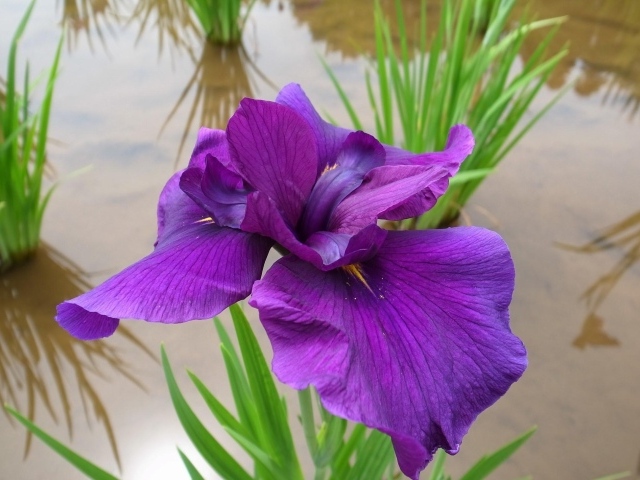 Ирис над водой