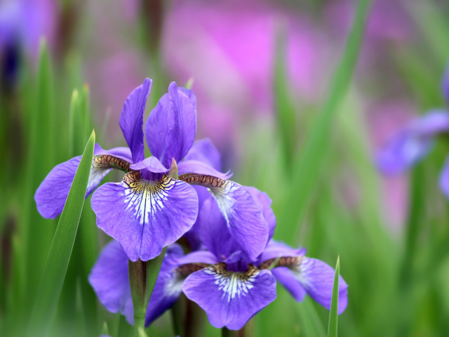 Ирисы среди зелени