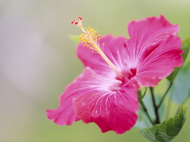 Японский хибискус