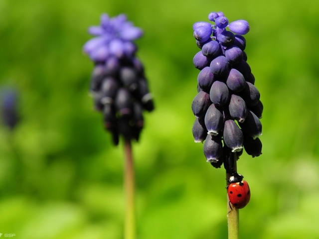 Божья коровка на прелестных цветах гиацинт