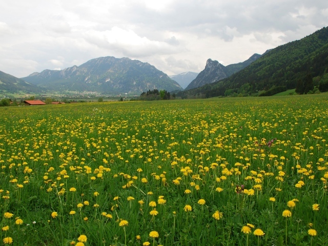 Большое поле одуванчиков