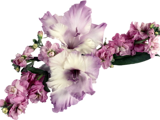 Букет сиреневых гладиолусов