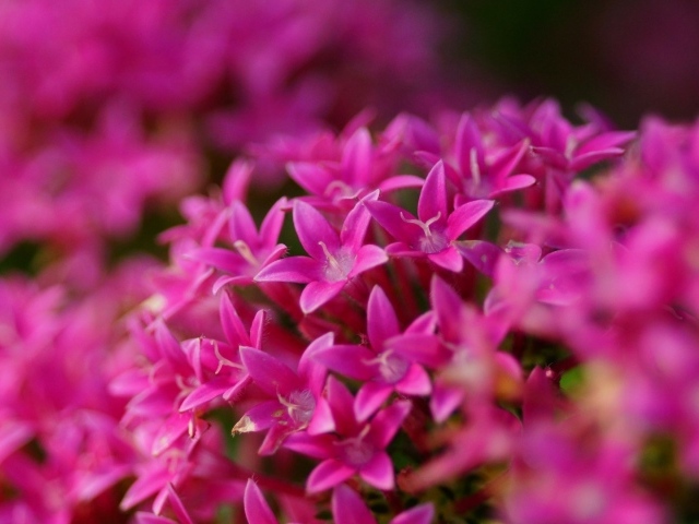 Цветы сирени