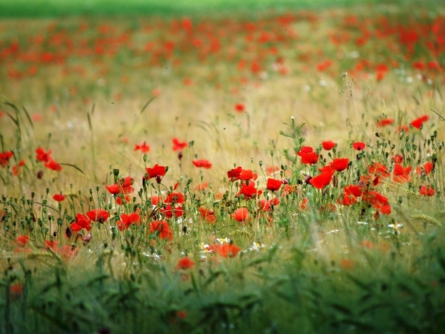 Много красного мака в поле
