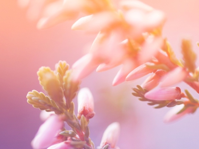 Утренние цветы