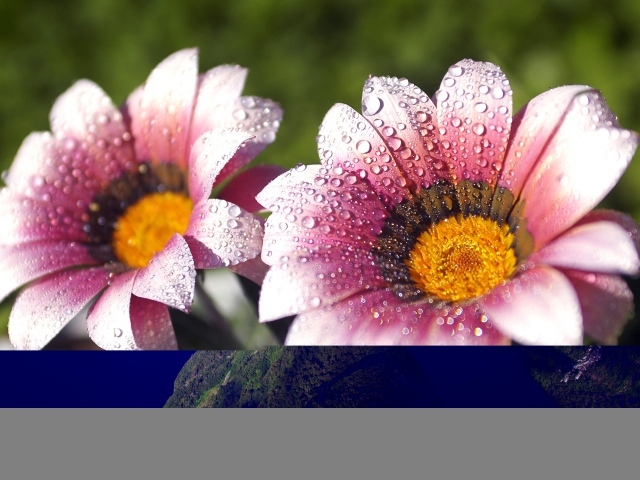 Утренняя влага