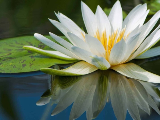 Нимфея красивый цветок на воде