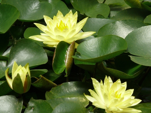 Красивые цветы нимфея в саду