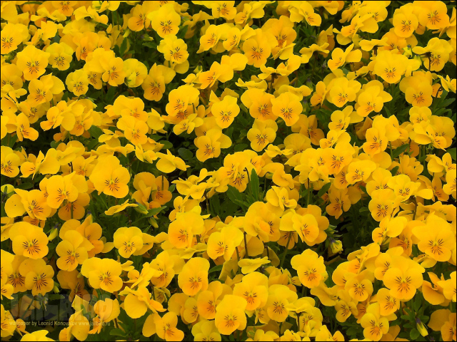 На большой поляне цветы анютины глазки