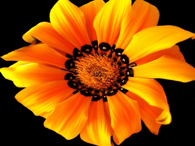 Оранжевый цветок на черном фоне
