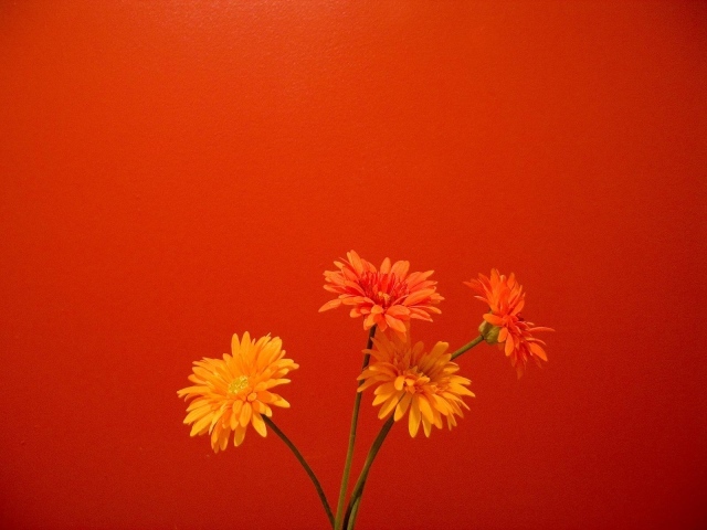 Оранжевые цветы на красном фоне