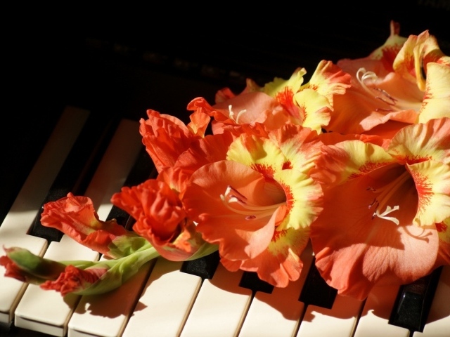 Оранжевые с желтым цветы гладиолуса