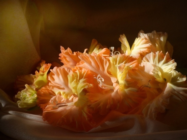 Оранжевые гладиолусы в лучах солнца