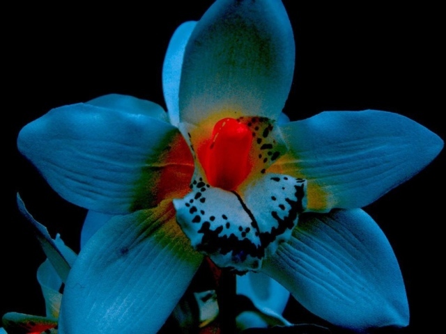 Орхидея на черном фоне